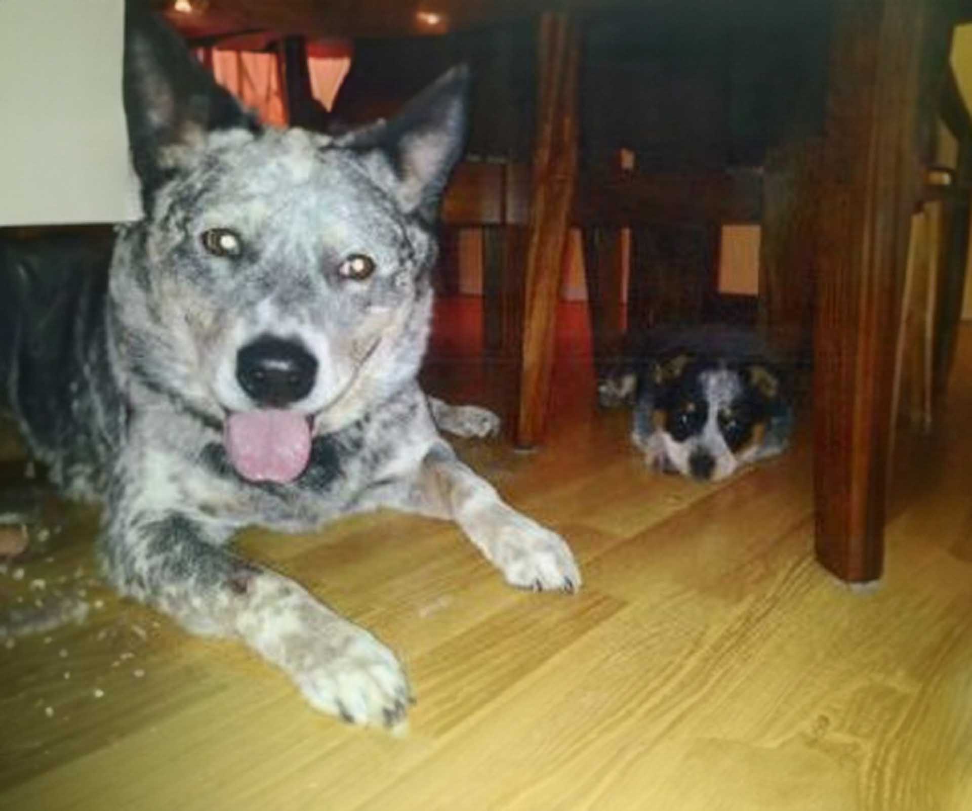 two dogs laying on the floor, the smaller under a table
